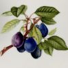 Anna Weatherley Botanical Dejeuner Tray