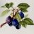Anna Weatherley Botanical Dejeuner Tray