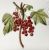Anna Weatherley Botanical Dejeuner Tray