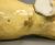 Coalport Bone China Male Lion
