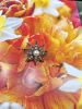 Victorian Pearl and Diamond Starburst Brooch