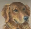 Signed Pastel Portrait of Two Dogs, Stella Grier 1968