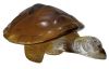 Lalique Caroline Turtle