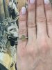 Vintage Chrysoberyl Cat's Eye and Diamond Ring