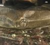 Vintage Bronze Sculpture of Napoleon