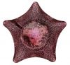 Loetz Rosa Silber Craquele Glass Bowl