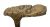 Antique Carved Dragon Head Walking Stick 