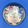 Hand Blown Glass Floral Paperweight