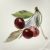 Antique Meissen Rim Soup Bowls
