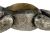 Charming English Sterling Silver Figural Bear Pin Cushion, By H.V. Pithey & Co.