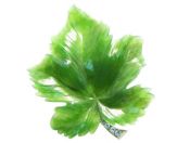 Birks Nephrite Jade Maple Leaf Brooch